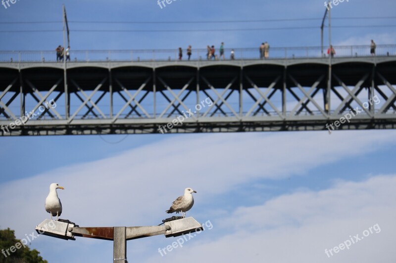 Bridge Seagulls Blue Observe Blue Sky