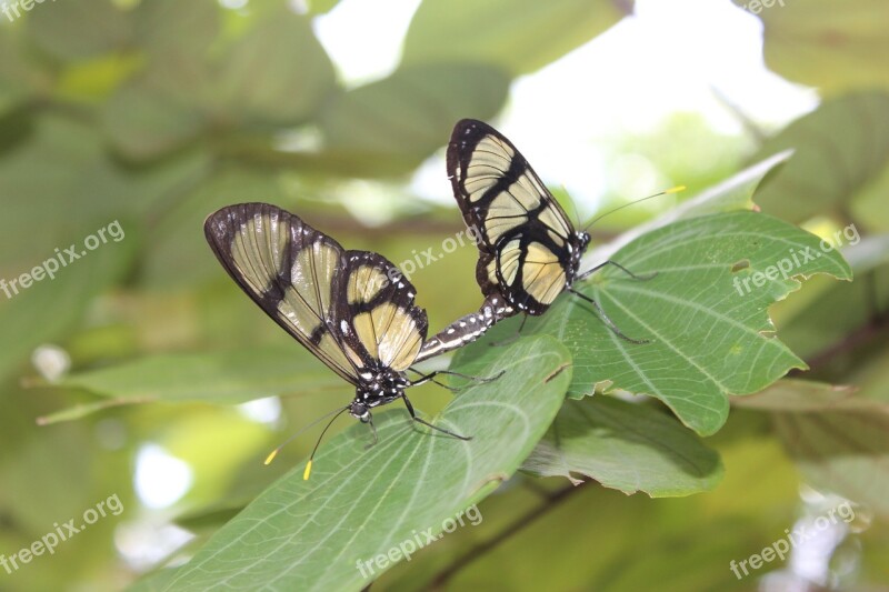 Butterflies Nature Procreate Purity Butterfly Wings