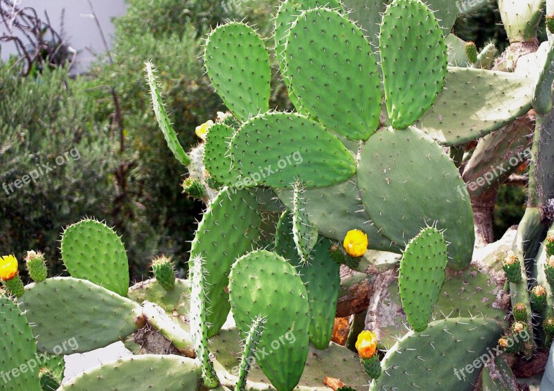 Cactus Snowshoes Yellow Flowers Quills Botany