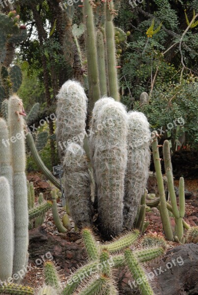 Cacti Andes Peru Desert Free Photos