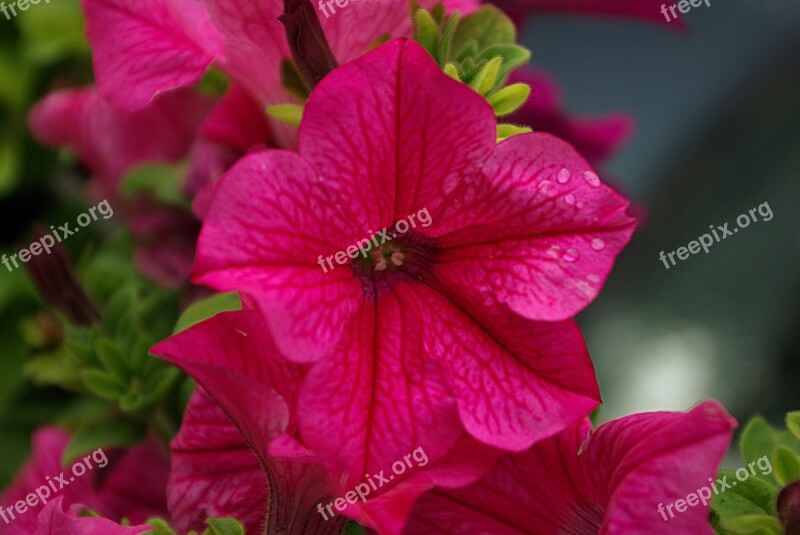 Balcony Flower Purple Flowers Ornamental Flower Blossom