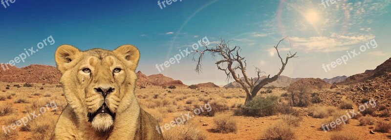 Lion Lioness Predator Big Cat Africa