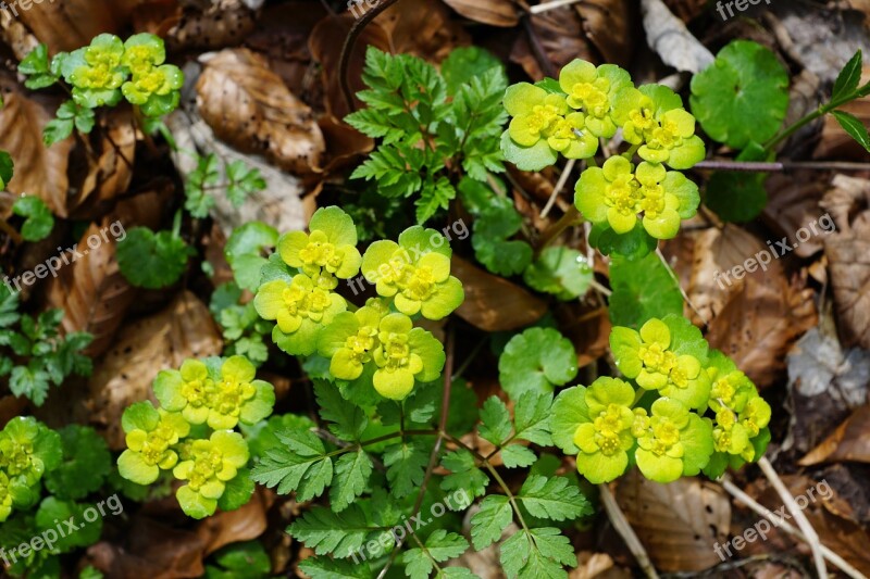 Spurge Plant Green Nature Grow