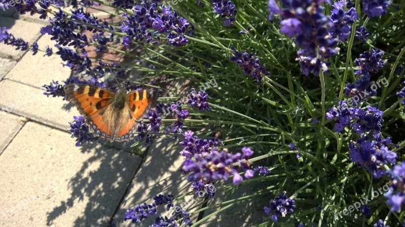 Butterfly Close Up Insect Butterflies Flower