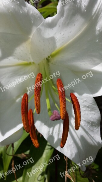 Flower Lily White Flower Stamen Macro