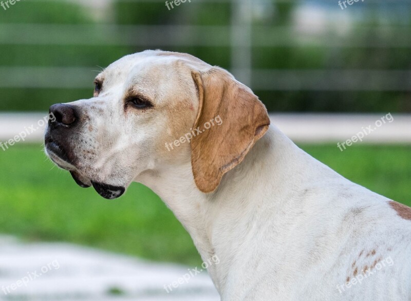 Dog Dog Head Pet Portrait Animal Portrait