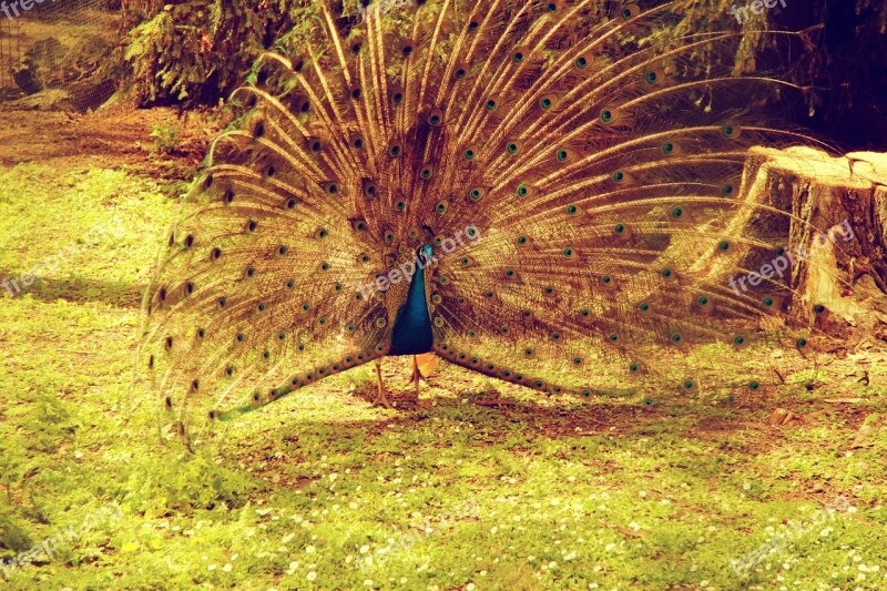 Peacock Animal Animals Bird Feathers