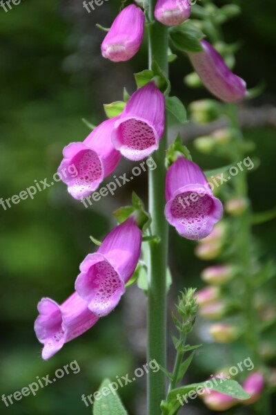 Thimble Inflorescence Close Up Poisonous Plant Nature