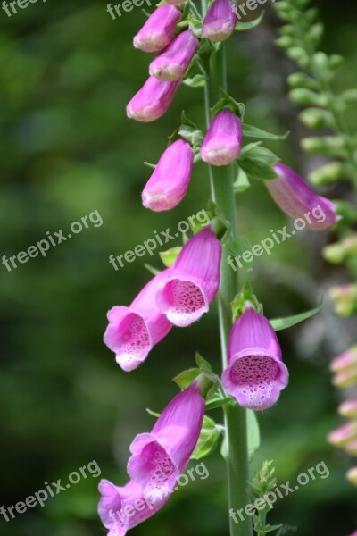 Thimble Inflorescence Close Up Poisonous Plant Nature