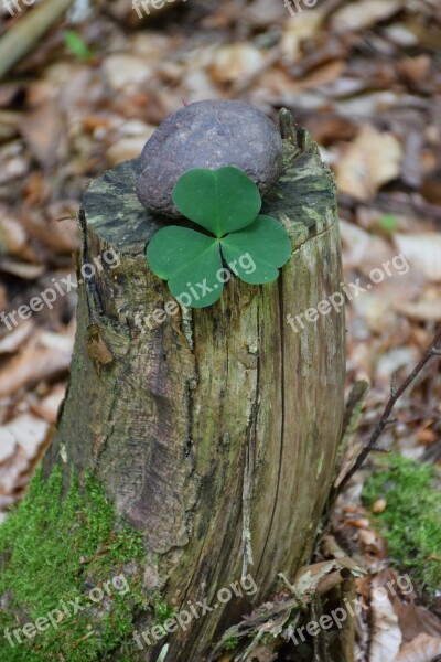 Lucky Clover Forest Lucky Stone Tree Stump Nature