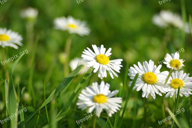 Nature Flowers Summer Flowers White Flowers Spring Flowers