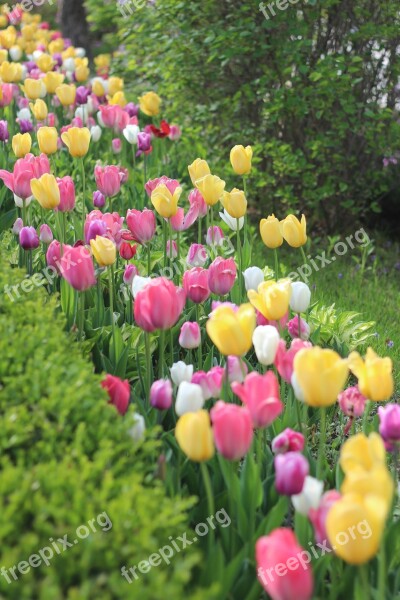 Tulip Flowers Garden Plants Spring