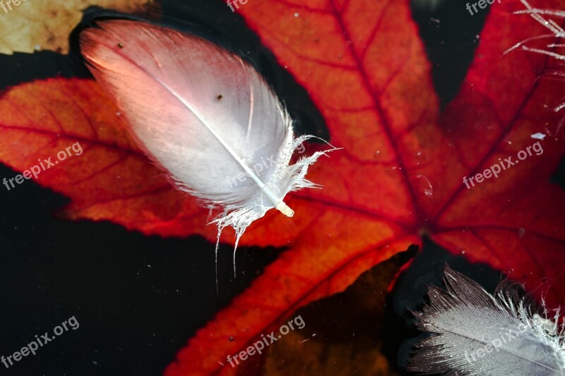 Water Water Surface Feather Bird Feathers Red