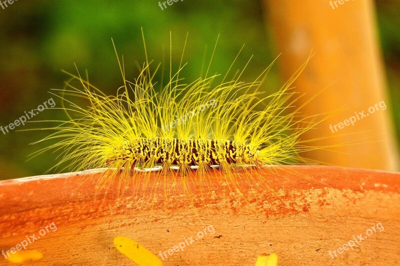 Caterpillar Insect Hairy Fluffy Yellow