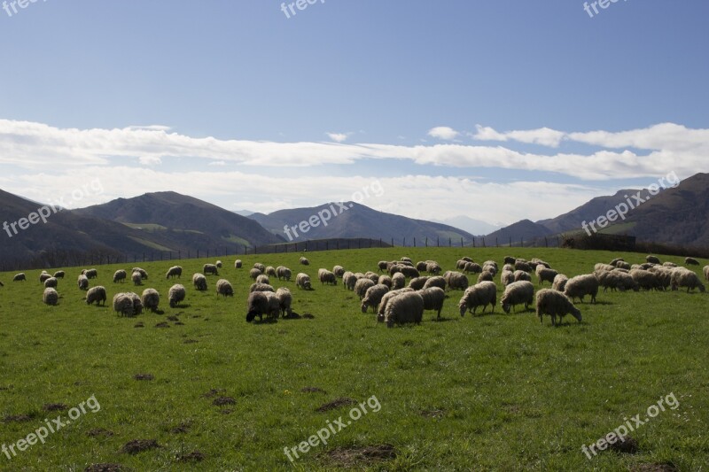 Sheep Basque Country Mountain Free Photos