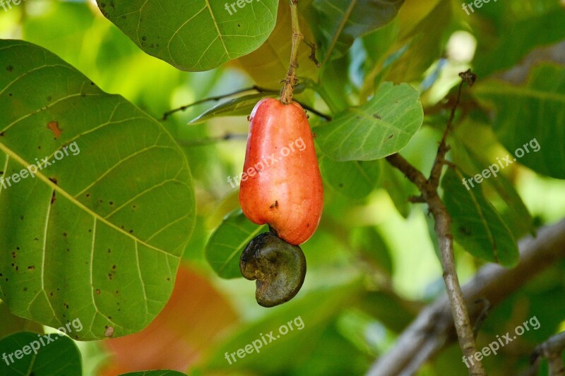 Cashew Fruit Marañón Food Cashews