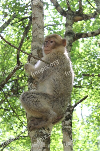 Monkey Animal Park Zoo Trees Free Photos