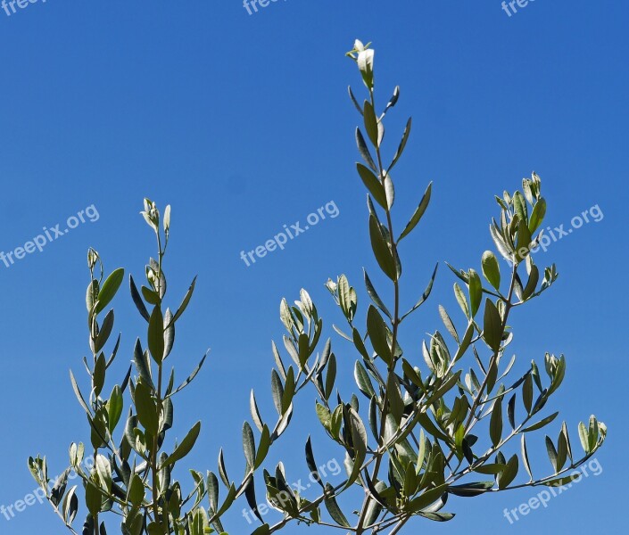 Olive Branches Olive Tree Sky Blue Mediterranean