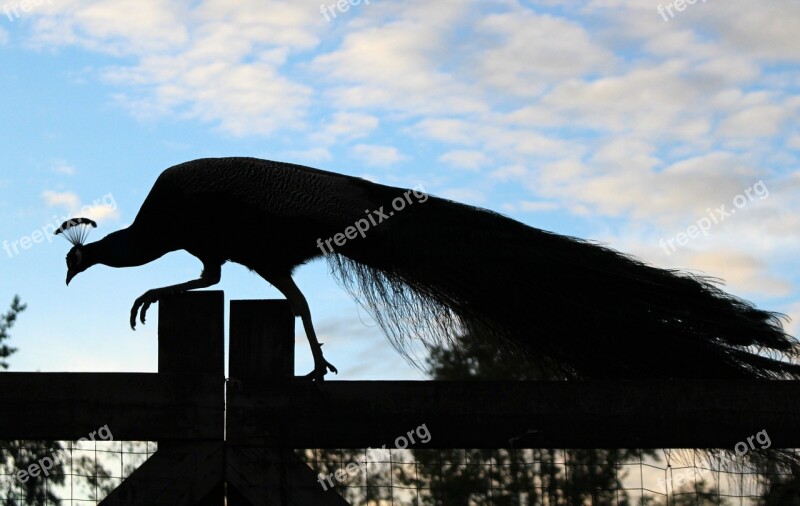 Peacock Silhouette Feather Tail Prowl