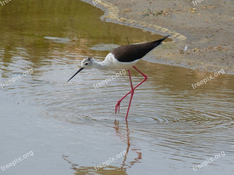 Parc Natural De Delta De L'ebre Redshank Common Redshank Wetland Laguna