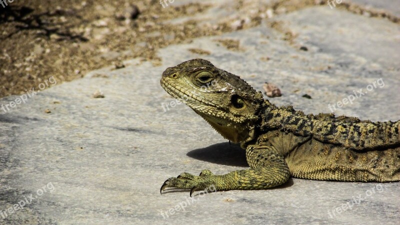 Cyprus Lizard Kurkutas Reptile Fauna