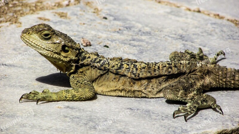 Cyprus Lizard Kurkutas Reptile Fauna