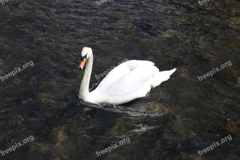 Swan Water Bird Animal Bakewell