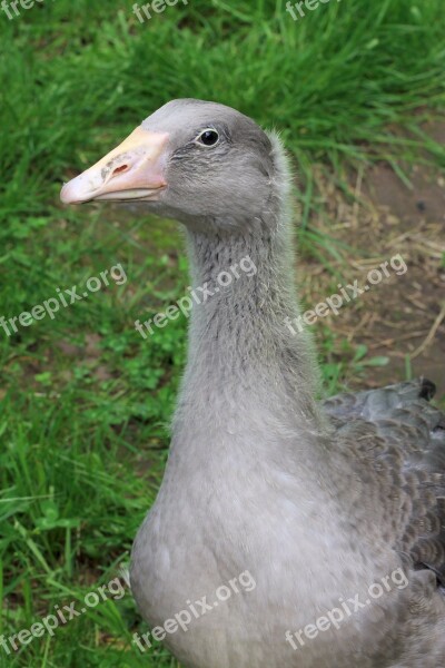 Goose Nature Animals Birds Beak