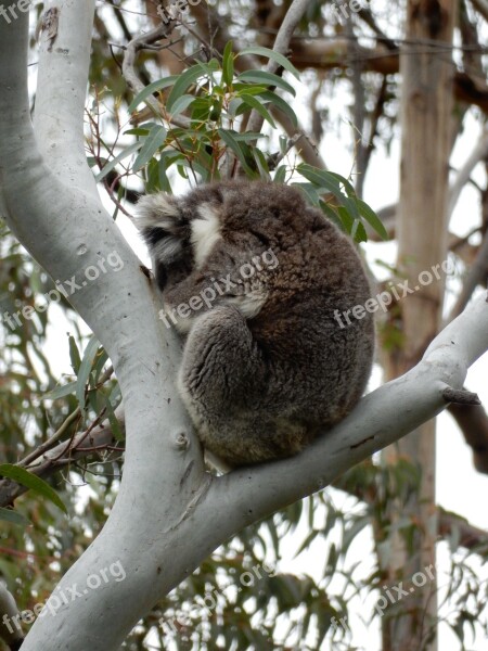 Sleeping Koala Australia Wildlife Tree