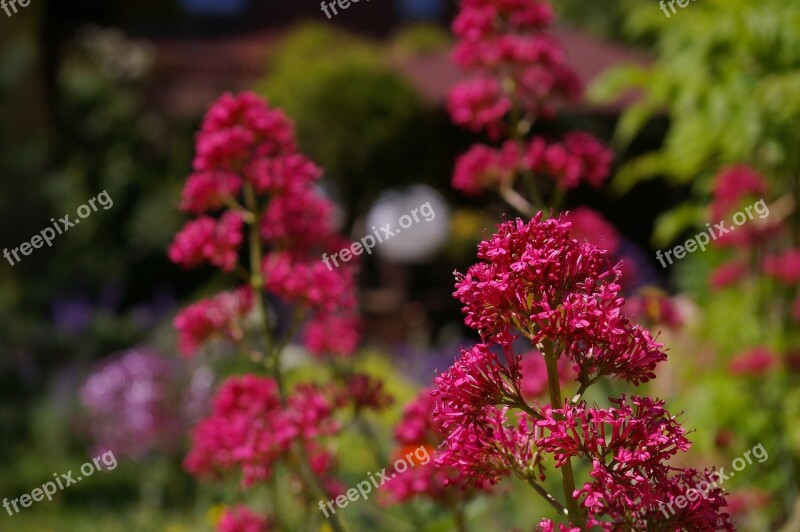 Spur Flower Red Spur Flower Beautiful Flower Garden