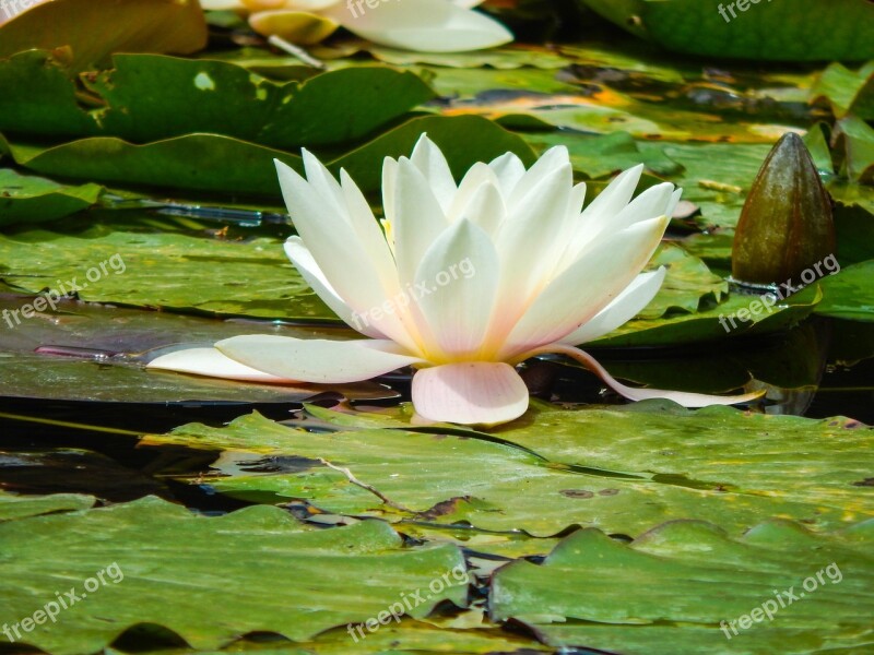 Water Lilies Flower Aquatic Plants Flora Natural Park