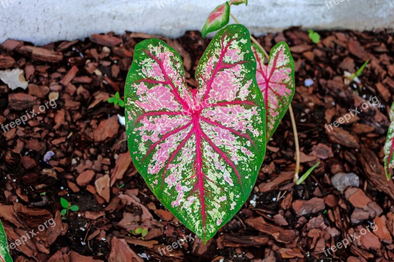 Caladium Elephant Ear Leaves Colors Garden