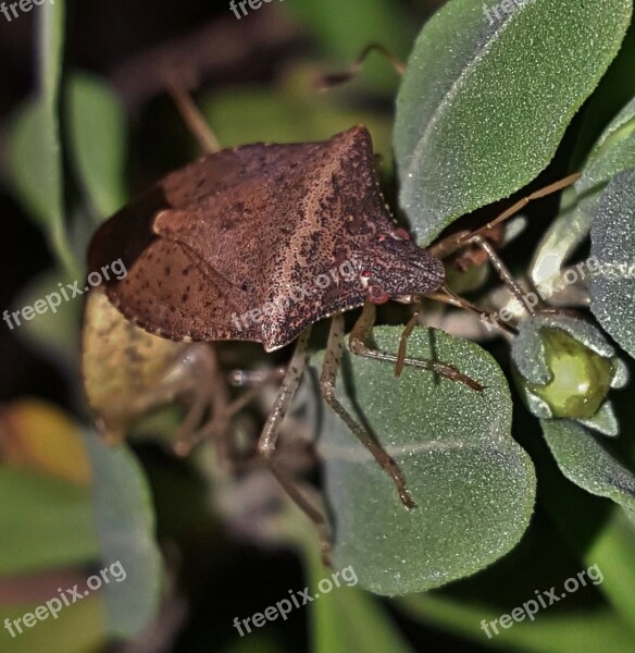 Bug Stink Bug Brown Stink Bug Insect Brown Bug