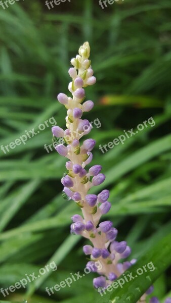 Flowers Flower Spikes Big Blue Lilyturf Lilyturf Big Blue