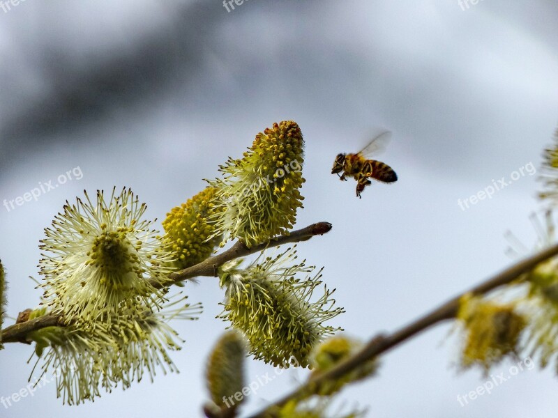 Bee Spring Blossom Bloom Pollination