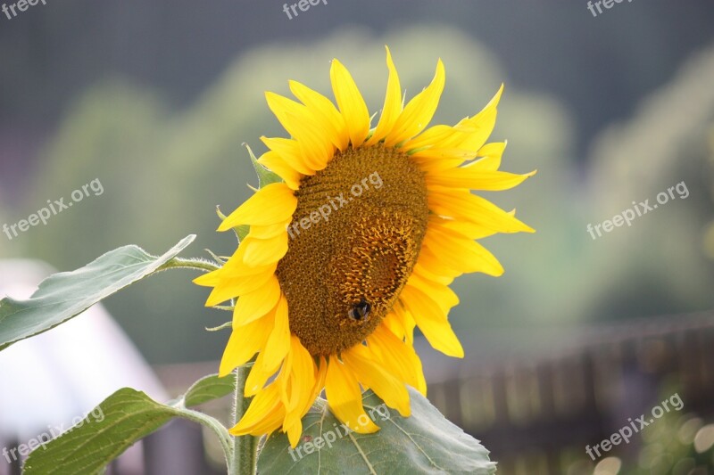 Sunflower Summer Nature Colorful Yellow Flower