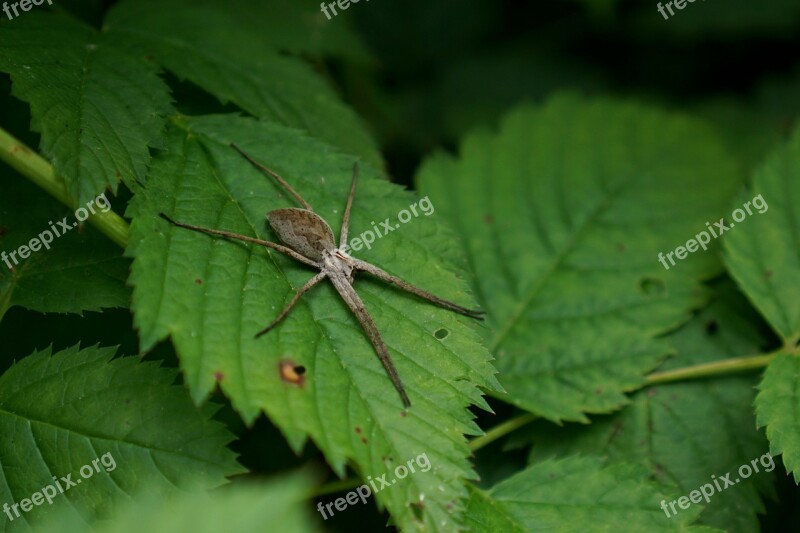 List Spider Pisaura Mirabilis Predator Spiders Pisauridae Spider