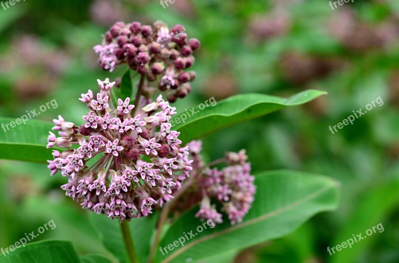 Flower Nature Plant Meadow Flower Macro