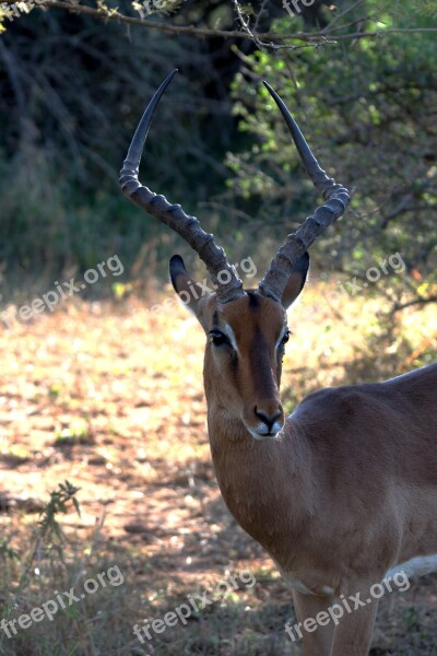 Impala Africa Safari Wildlife Antelope