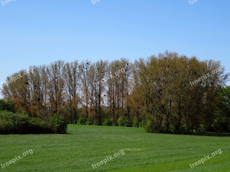 Poppy Home On The Rhine Mistletoe Trees Spring Monheim Am Rhein