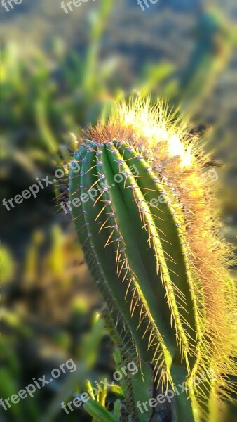 Cactus Nature Thorns Cactus Thorn Prickly Plant