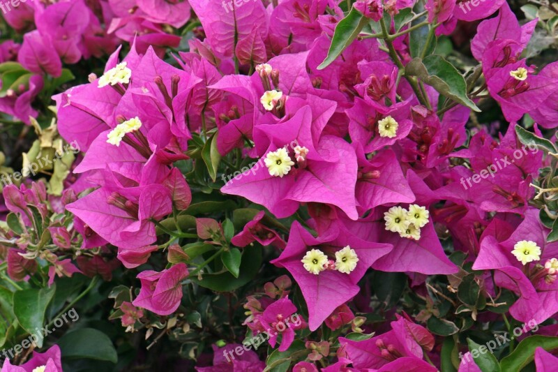 Bougainvillea Summer Flower Pink A Garden Plant