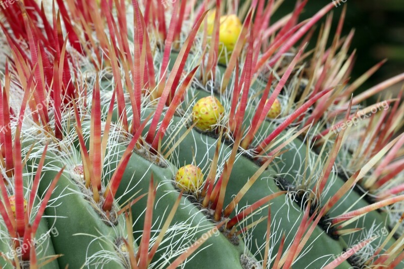 Cactus Spikes The Buds Ciepłolubne Plants Needles