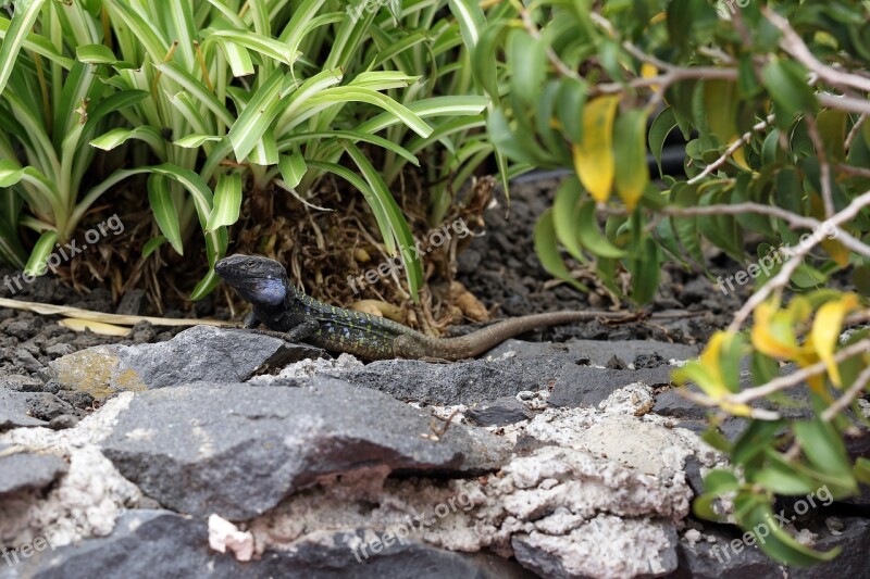 The Lizard Kanaryjka Niebieskoplama Gad Spain Tenerife