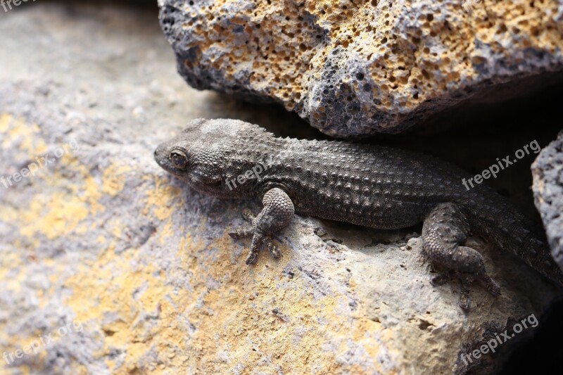 The Lizard Gad Skin Animal Portrait Terrarium