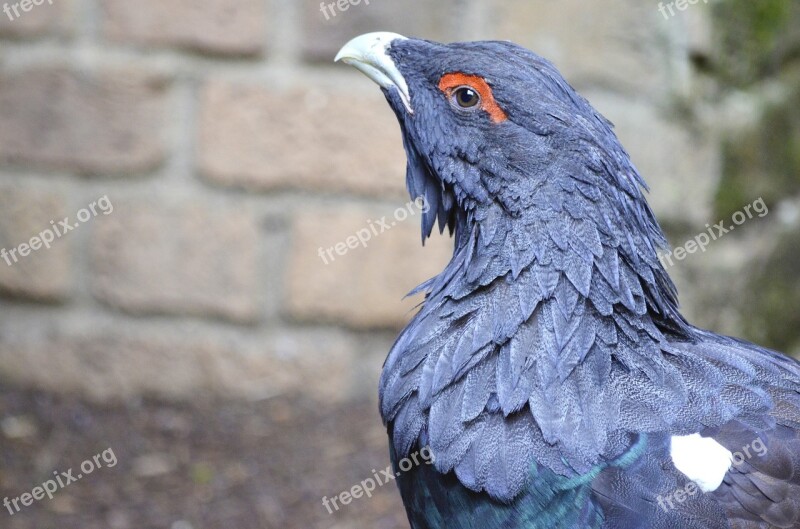 Auerhahn Species Scheu Wild Animal Forest