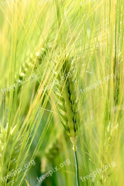 Wheat Nature Epi Cornfield Summer