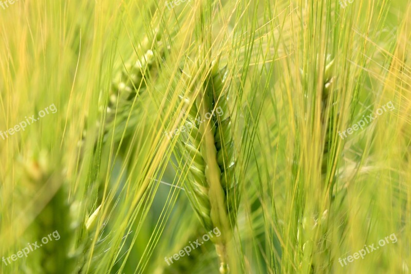 Wheat Nature Epi Cornfield Summer