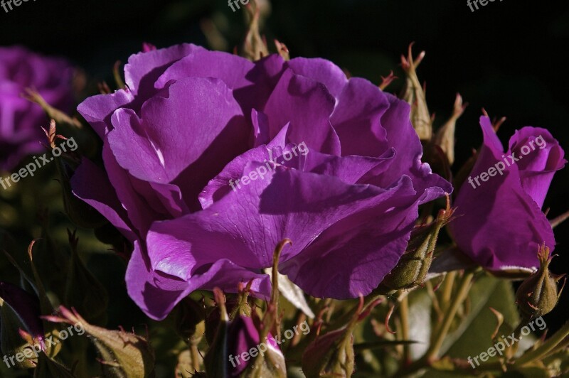 Rose Rhapsody In Blue Blue Rose Bluest Rose Blue