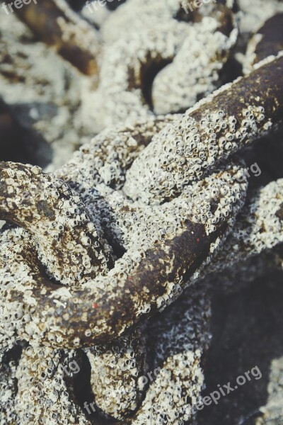 Mussels Chain Deposit Lake Ocean